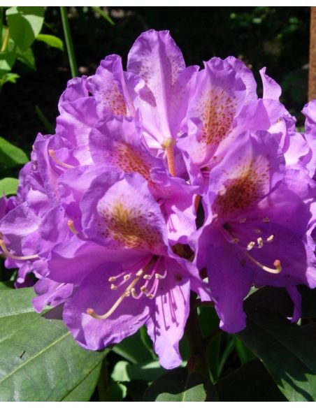 'Blutopia' - różanecznik wielkokwiatowy
Rhododendron hybridum 'Blutopia'