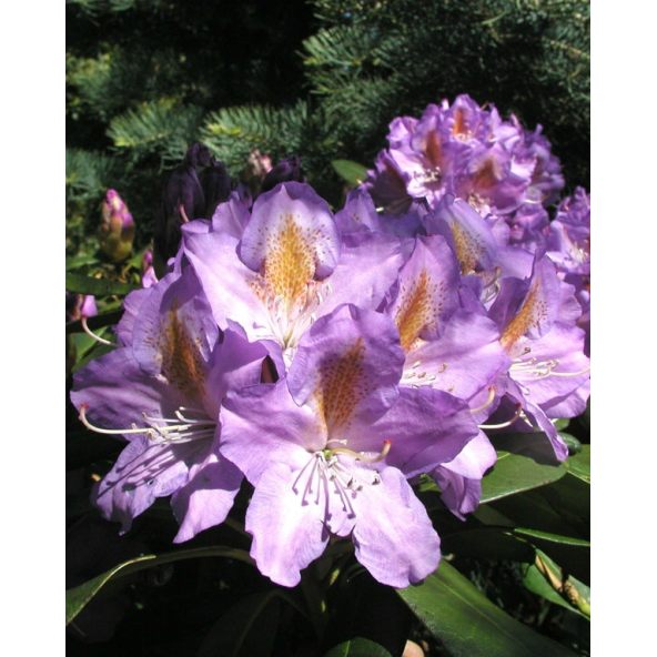 'Blutopia' - różanecznik wielkokwiatowy
Rhododendron hybridum 'Blutopia'