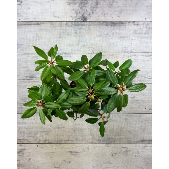 'Blutopia' - różanecznik wielkokwiatowy
Rhododendron hybridum 'Blutopia'