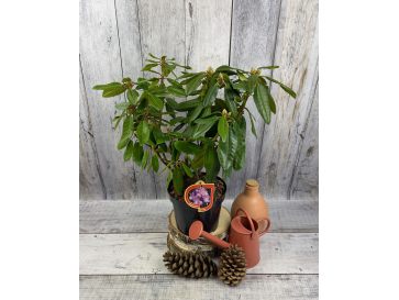 'Blutopia' - różanecznik wielkokwiatowy
Rhododendron hybridum 'Blutopia' 2