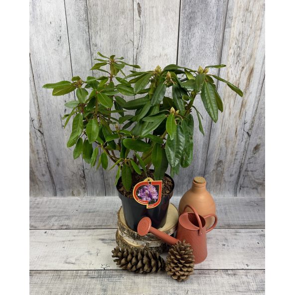 'Blutopia' - różanecznik wielkokwiatowy
Rhododendron hybridum 'Blutopia'