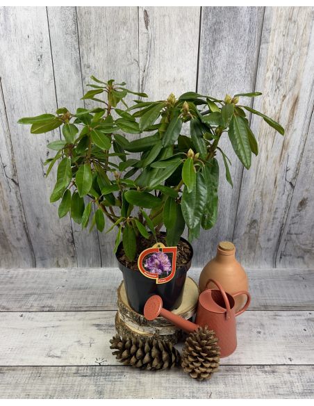 'Blutopia' - różanecznik wielkokwiatowy
Rhododendron hybridum 'Blutopia'