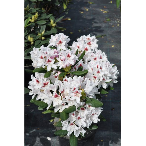 Różanecznik Schneeauge