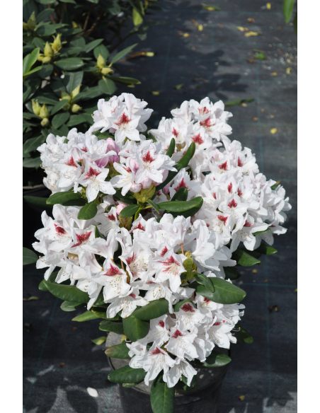 Różanecznik Schneeauge Różanecznik Schneeauge