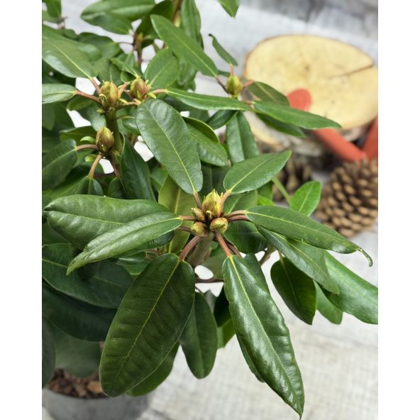 'Blutopia' - różanecznik wielkokwiatowy
Rhododendron hybridum 'Blutopia'