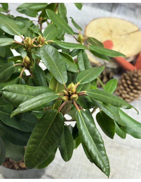 'Blutopia' - różanecznik wielkokwiatowy
Rhododendron hybridum 'Blutopia'