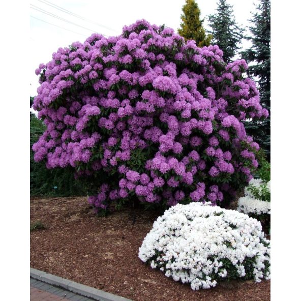 'Catawbiense Grandiflorum' - różanecznik wielkokwiatowy 
Rhododendron hybridum 'Catawbiense Grandiflorum'
