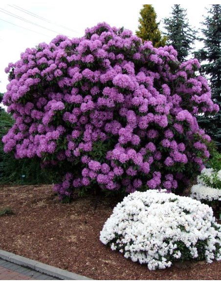'Catawbiense Grandiflorum' - różanecznik wielkokwiatowy 
Rhododendron hybridum 'Catawbiense Grandiflorum'