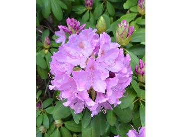 'Catawbiense Grandiflorum' - różanecznik wielkokwiatowy 
Rhododendron hybridum 'Catawbiense Grandiflorum'