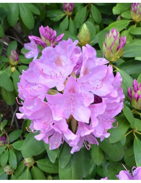 'Catawbiense Grandiflorum' - różanecznik wielkokwiatowy 
Rhododendron hybridum 'Catawbiense Grandiflorum'