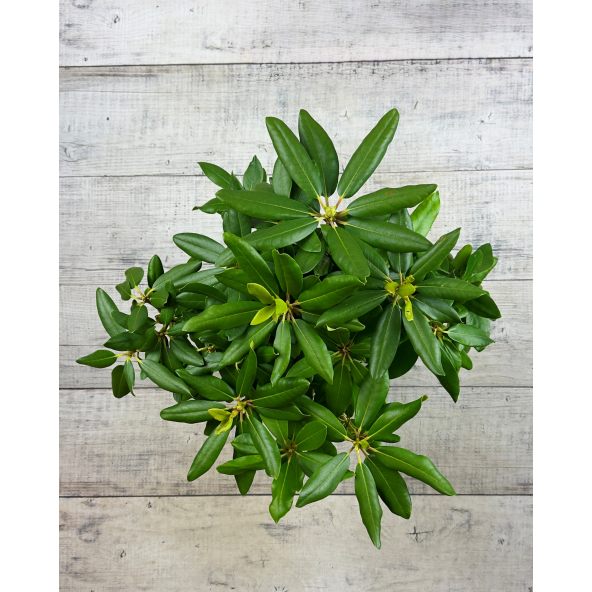 'Catawbiense Grandiflorum' - różanecznik wielkokwiatowy 
Rhododendron hybridum 'Catawbiense Grandiflorum'