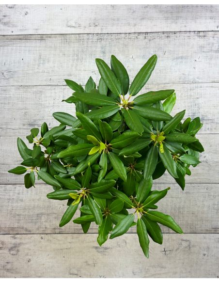 'Catawbiense Grandiflorum' - różanecznik wielkokwiatowy 
Rhododendron hybridum 'Catawbiense Grandiflorum'
