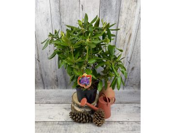 'Catawbiense Grandiflorum' - różanecznik wielkokwiatowy 
Rhododendron hybridum 'Catawbiense Grandiflorum' 2