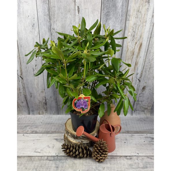 'Catawbiense Grandiflorum' - różanecznik wielkokwiatowy 
Rhododendron hybridum 'Catawbiense Grandiflorum'