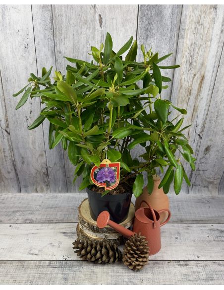 'Catawbiense Grandiflorum' - różanecznik wielkokwiatowy 
Rhododendron hybridum 'Catawbiense Grandiflorum'