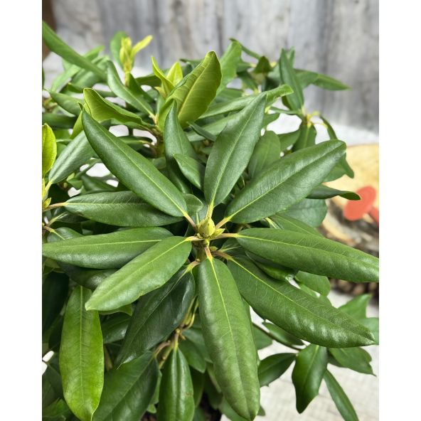 'Catawbiense Grandiflorum' - różanecznik wielkokwiatowy 
Rhododendron hybridum 'Catawbiense Grandiflorum'