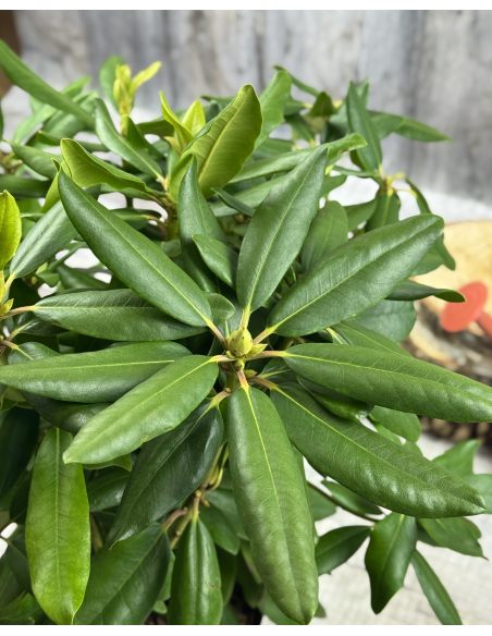'Catawbiense Grandiflorum' - różanecznik wielkokwiatowy 
Rhododendron hybridum 'Catawbiense Grandiflorum'