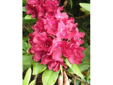 'Francesca' - różanecznik wielkokwiatowy
Rhododendron hybridum 'Francesca'