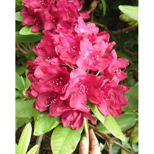 'Francesca' - różanecznik wielkokwiatowy
Rhododendron hybridum 'Francesca'
