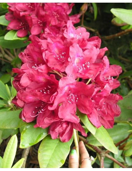 'Francesca' - różanecznik wielkokwiatowy
Rhododendron hybridum 'Francesca'