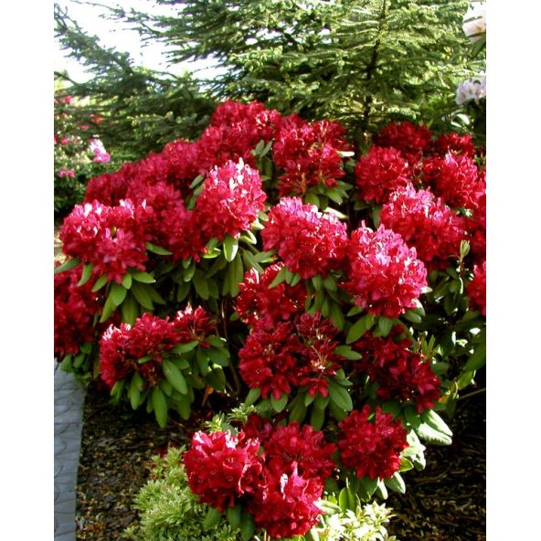 'Francesca' - różanecznik wielkokwiatowy
Rhododendron hybridum 'Francesca'