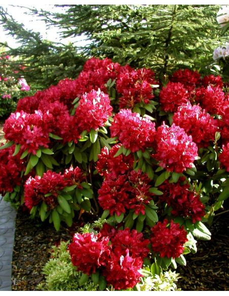 'Francesca' - różanecznik wielkokwiatowy
Rhododendron hybridum 'Francesca'