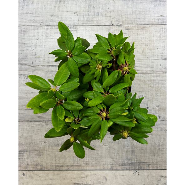 'Francesca' - różanecznik wielkokwiatowy
Rhododendron hybridum 'Francesca'