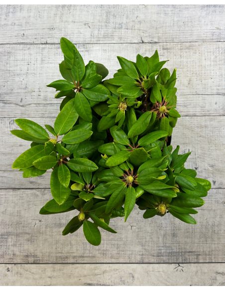 'Francesca' - różanecznik wielkokwiatowy
Rhododendron hybridum 'Francesca'