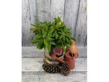 'Francesca' - różanecznik wielkokwiatowy
Rhododendron hybridum 'Francesca' 2