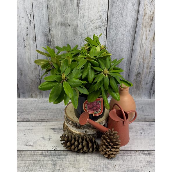 'Francesca' - różanecznik wielkokwiatowy
Rhododendron hybridum 'Francesca'