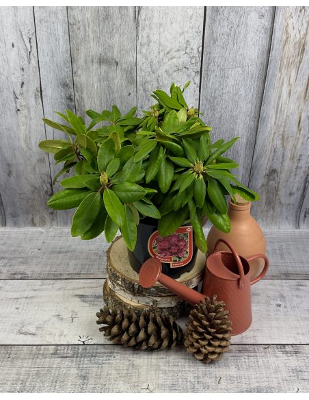 'Francesca' - różanecznik wielkokwiatowy
Rhododendron hybridum 'Francesca'