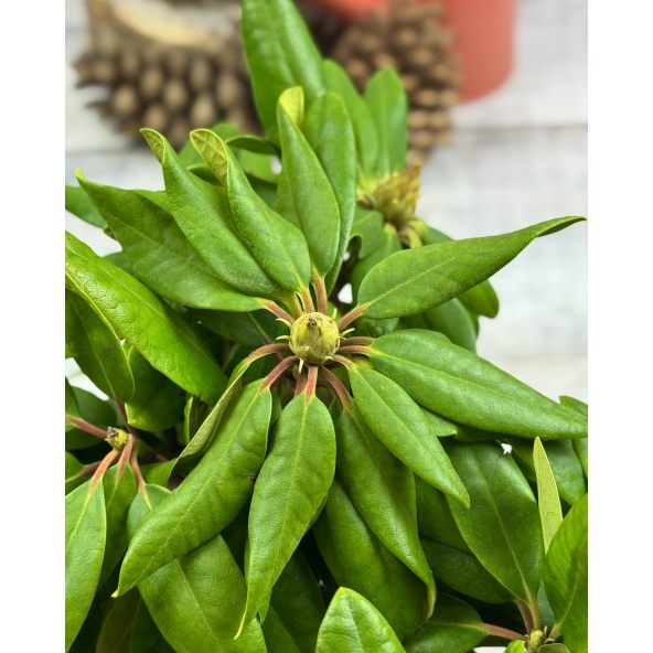 'Francesca' - różanecznik wielkokwiatowy
Rhododendron hybridum 'Francesca'