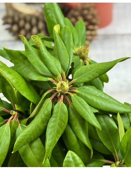 'Francesca' - różanecznik wielkokwiatowy
Rhododendron hybridum 'Francesca'