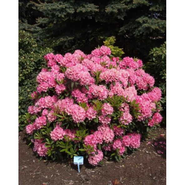 'Haaga' - różanecznik wielkokwiatowy
Rhododendron hybridum 'Haaga'