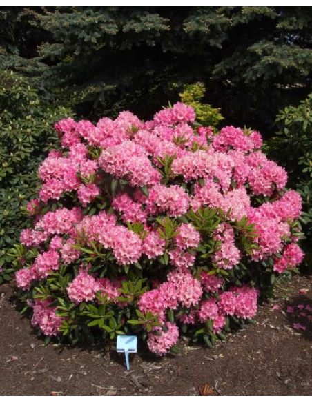 'Haaga' - różanecznik wielkokwiatowy
Rhododendron hybridum 'Haaga'