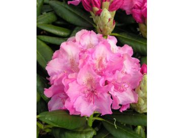 'Haaga' - różanecznik wielkokwiatowy
Rhododendron hybridum 'Haaga'