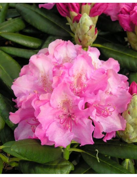 'Haaga' - różanecznik wielkokwiatowy
Rhododendron hybridum 'Haaga'