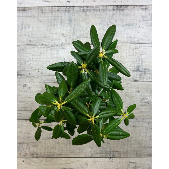 'Haaga' - różanecznik wielkokwiatowy
Rhododendron hybridum 'Haaga'