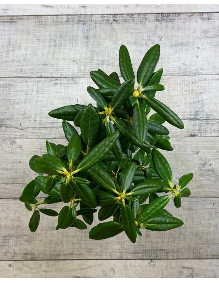 'Haaga' - różanecznik wielkokwiatowy
Rhododendron hybridum 'Haaga'