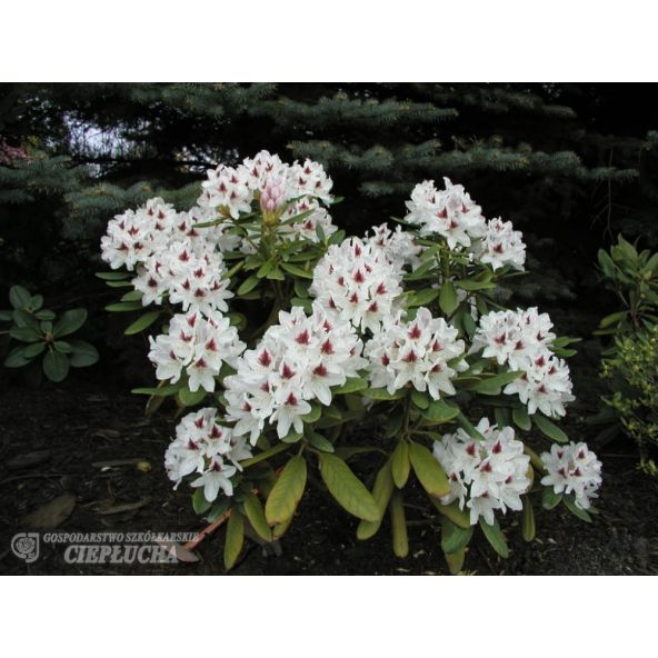 Różanecznik Schneeauge