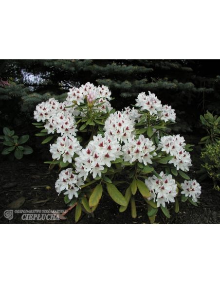 Różanecznik Schneeauge Różanecznik Schneeauge