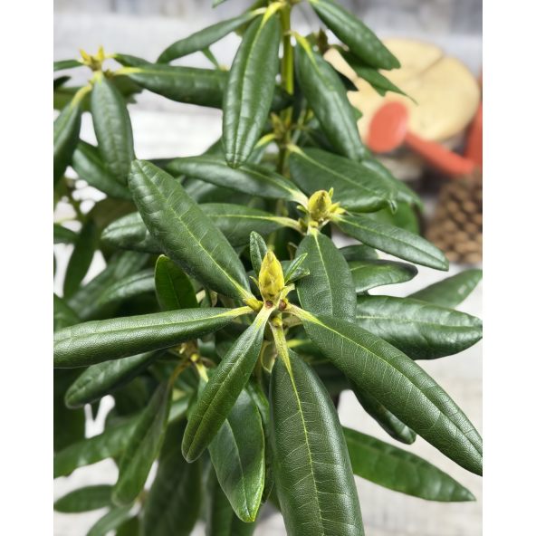 'Haaga' - różanecznik wielkokwiatowy
Rhododendron hybridum 'Haaga'