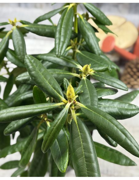 'Haaga' - różanecznik wielkokwiatowy
Rhododendron hybridum 'Haaga'