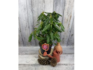 'Haaga' - różanecznik wielkokwiatowy
Rhododendron hybridum 'Haaga' 2