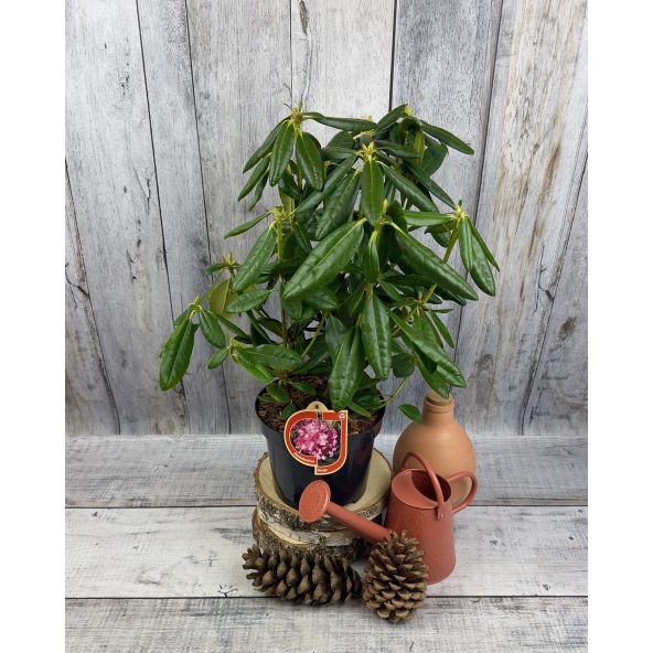 'Haaga' - różanecznik wielkokwiatowy
Rhododendron hybridum 'Haaga'