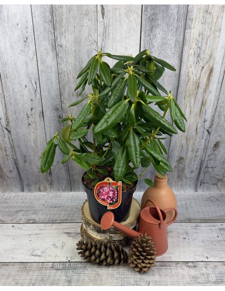 'Haaga' - różanecznik wielkokwiatowy
Rhododendron hybridum 'Haaga'