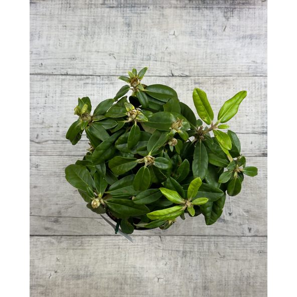 'Hellikki' - różanecznik wielkokwiatowy 
Rhododendron hybridum 'Hellikki'