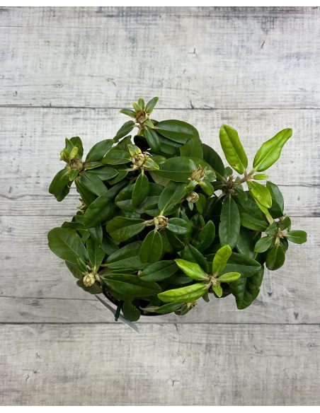 'Hellikki' - różanecznik wielkokwiatowy 
Rhododendron hybridum 'Hellikki'