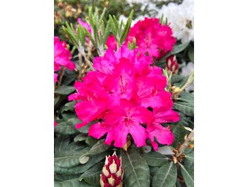 'Hellikki' - różanecznik wielkokwiatowy 
Rhododendron hybridum 'Hellikki'
