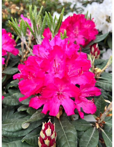 'Hellikki' - różanecznik wielkokwiatowy 
Rhododendron hybridum 'Hellikki'